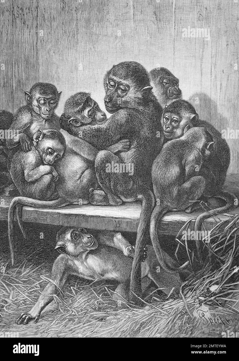 Affen im Affenhaus im Zoo Berlin, 1880, historische Illustration, Holzschnitt Stockfoto