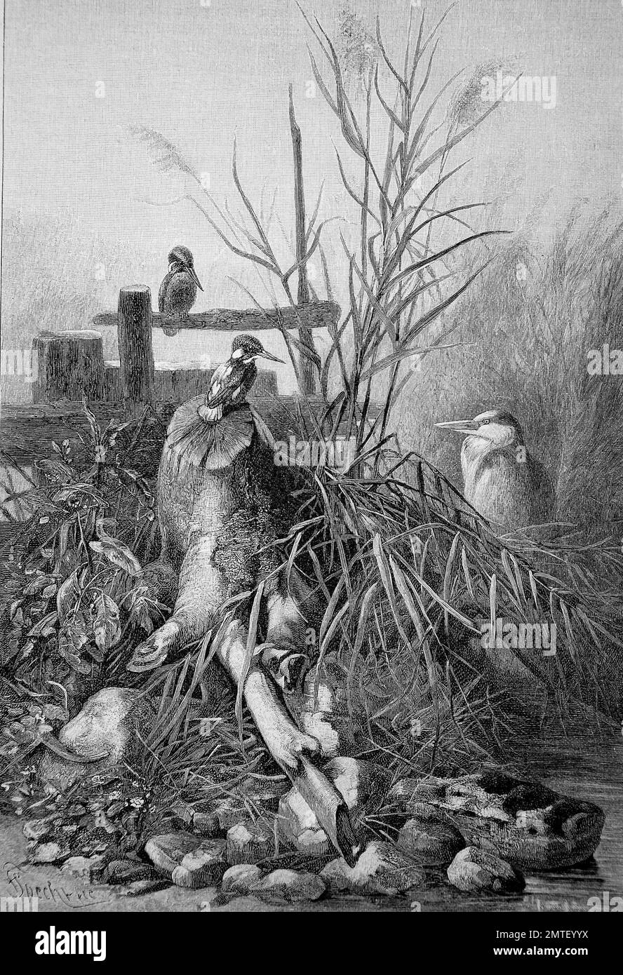 Vögel, Reiher und Eisvögel, historische Abbildung, Holzschnitt Stockfoto
