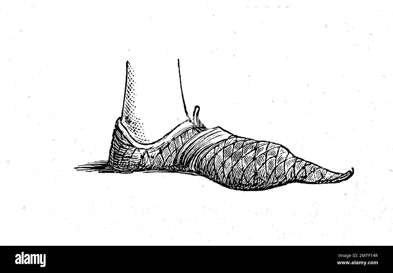 Schuhe, Mode vergangener Zeiten. Schnabelschuhe, Crakows oder Crackowes waren eine Art von Schuhen mit extrem langen Zehen sehr beliebt im 15. Jahrhundert, historische Illustration, Holzschnitt Stockfoto