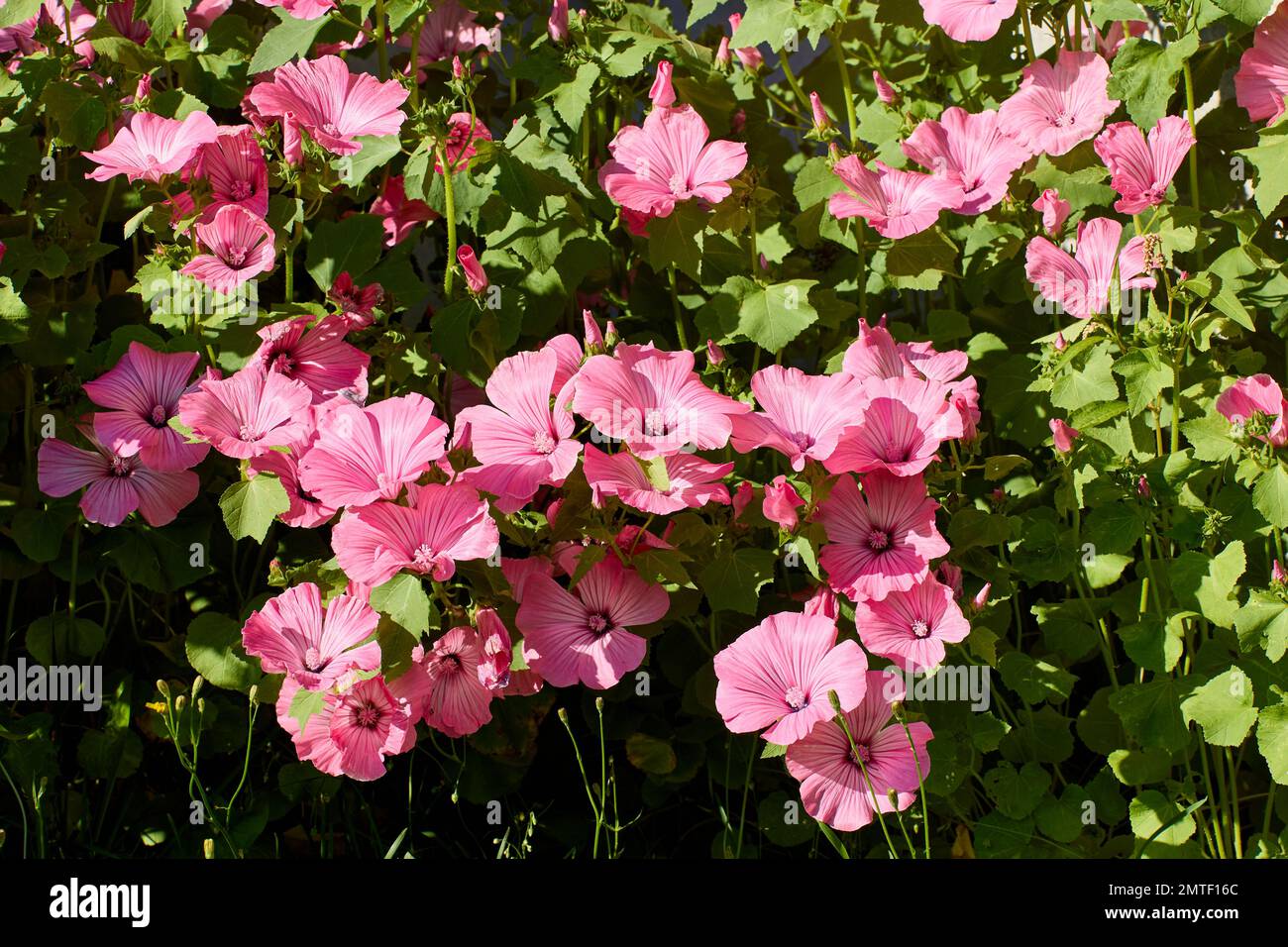 Rosa Lavatera-Blumen blühen im Blumenbeet im Blumengarten. Stockfoto