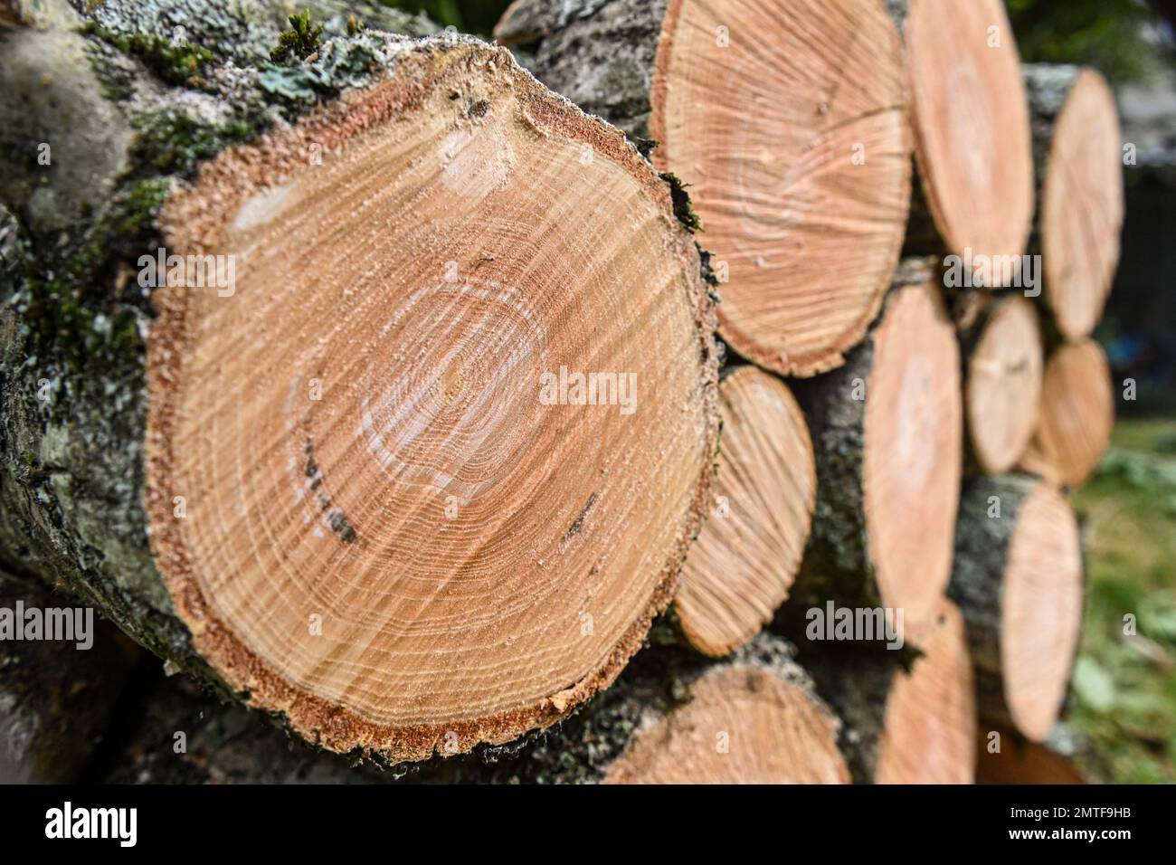 Gestapelte, gehackte Protokolle. Urheberrechtlich geschütztes Foto von Paul Slater Images Ltd – Tel. 07512838472. Stockfoto