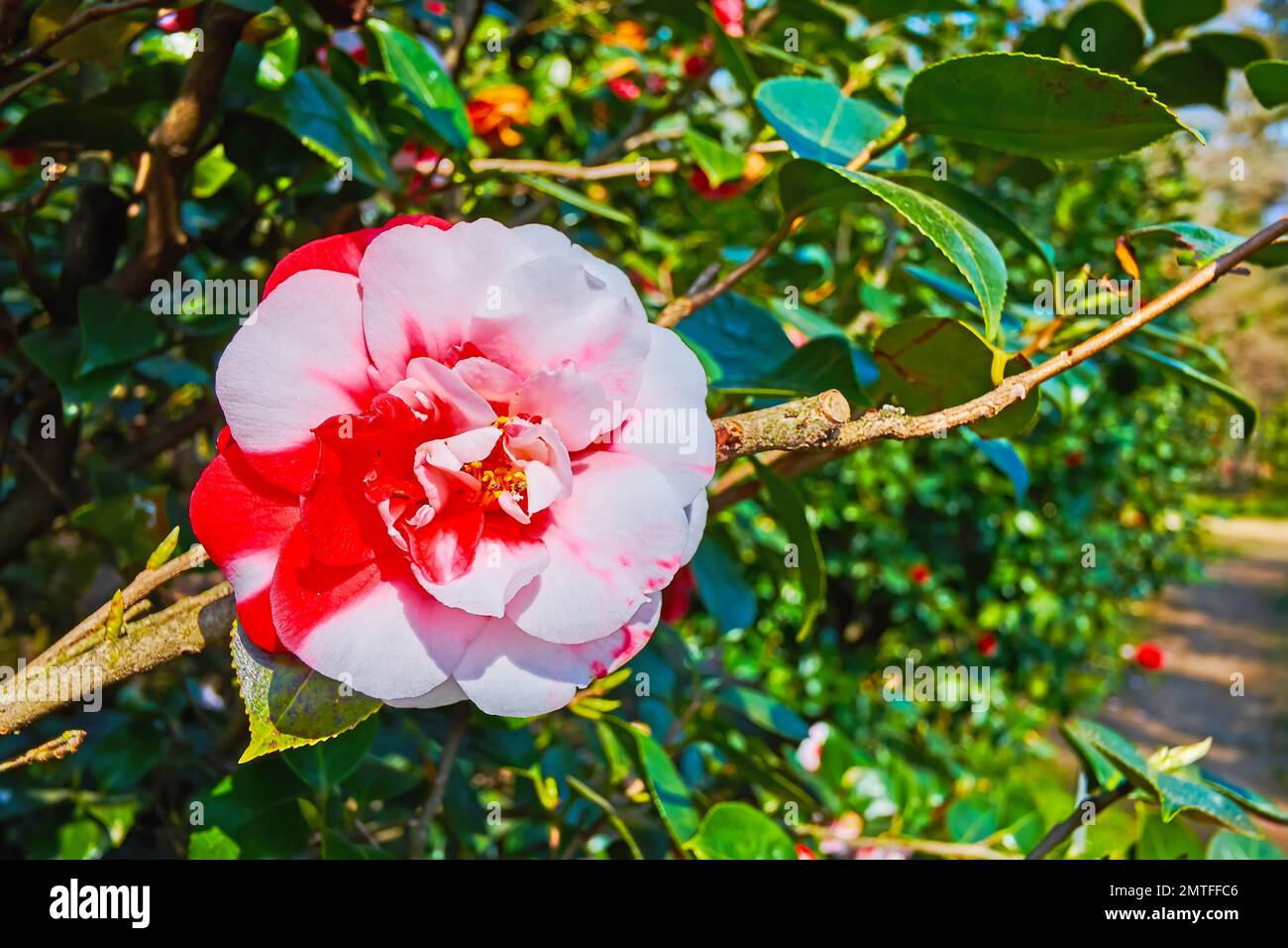 Der Camellia Park von Locarno bietet viele verschiedene Arten von