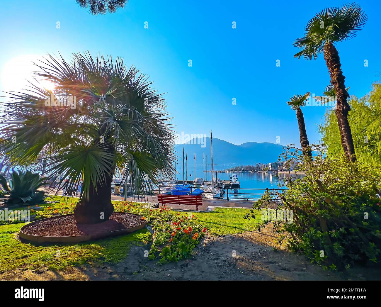 Die Morgensonne scheint durch die Blätter der Windmühle (Chusan) im Park am Ufer des Lago Maggiore, Locarno, Schweiz Stockfoto Die Morgensonne scheint durch die Blätter der Windmühle (Chusan) im Park am Ufer des Lago Maggiore, Locarno, Schweiz Stockfoto