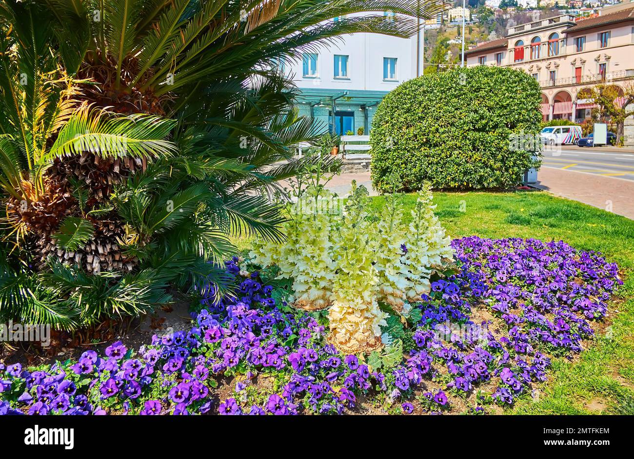 Das wunderschöne Blumenbeet auf dem Largo Franco Zorzi mit Palme, violetten Schwänzen und Grünkohl, Locarno, Schweiz Stockfoto