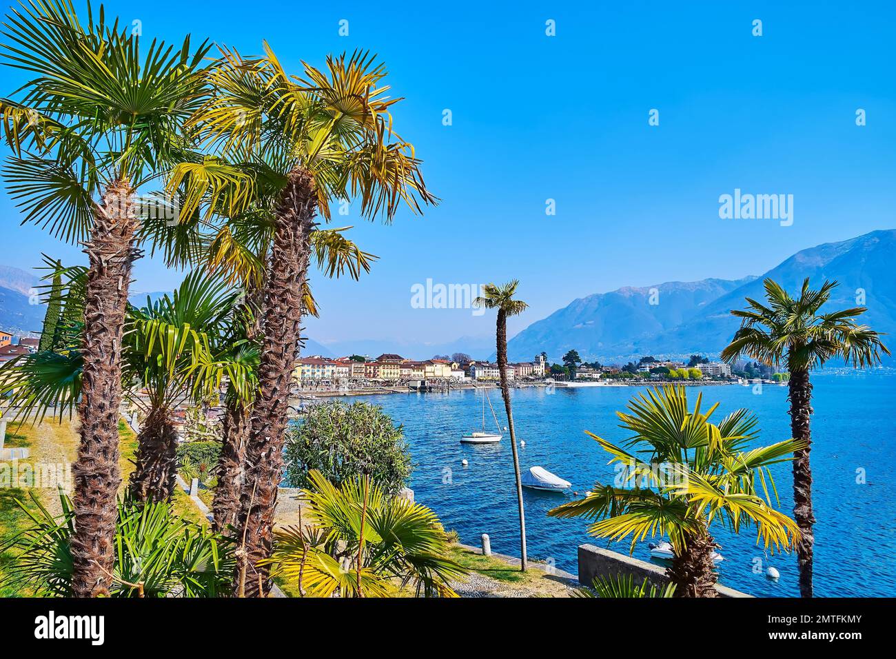 Üppig grüne Windmühlenpalmen (Chusan-Palmen) in einem kleinen Park am Ufer des Lago Maggiore, Ascona, Schweiz Stockfoto
