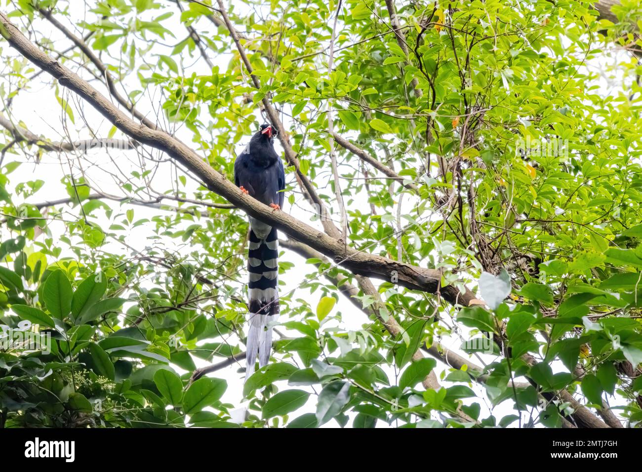 Nahaufnahme der Taiwan-blauen Elster auf dem Jiantanshan Trail in Taipei, Taiwan Stockfoto