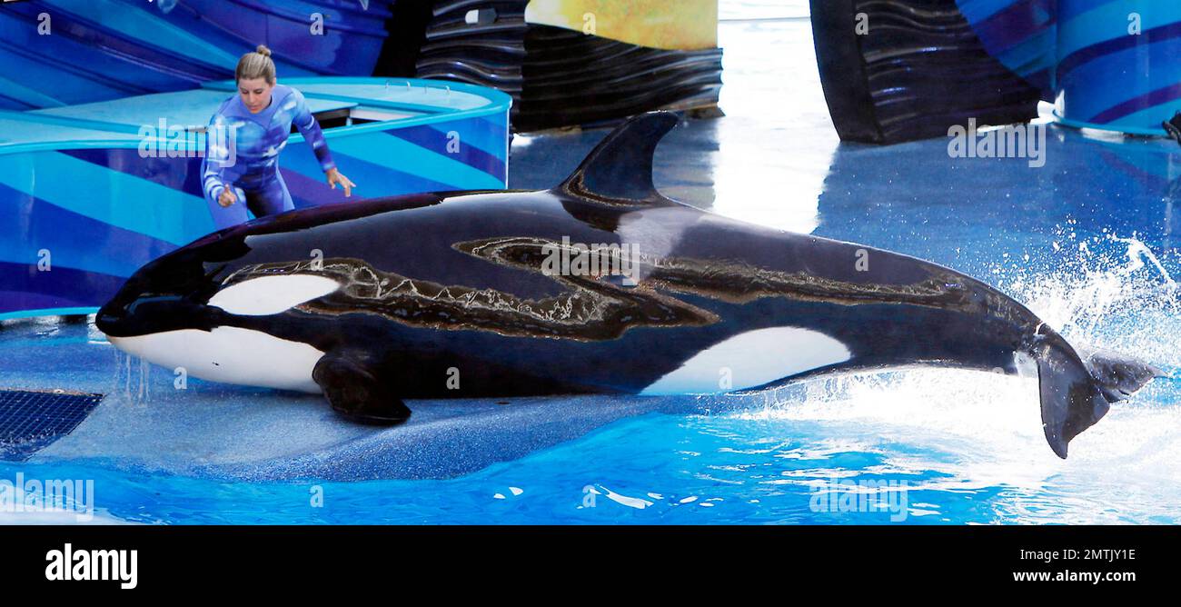 SeaWorld Orlando feierte heute sein Debüt mit der neuen Killerwal-Show „One Ocean“ in einem vollen Haus. Die Show fand im Shamu-Stadion im weltberühmten Park statt und unterhielt jeden mit Musik und verspielten choreographierten Waldarbietungen. Orlando, Florida. 04/22/11. Stockfoto