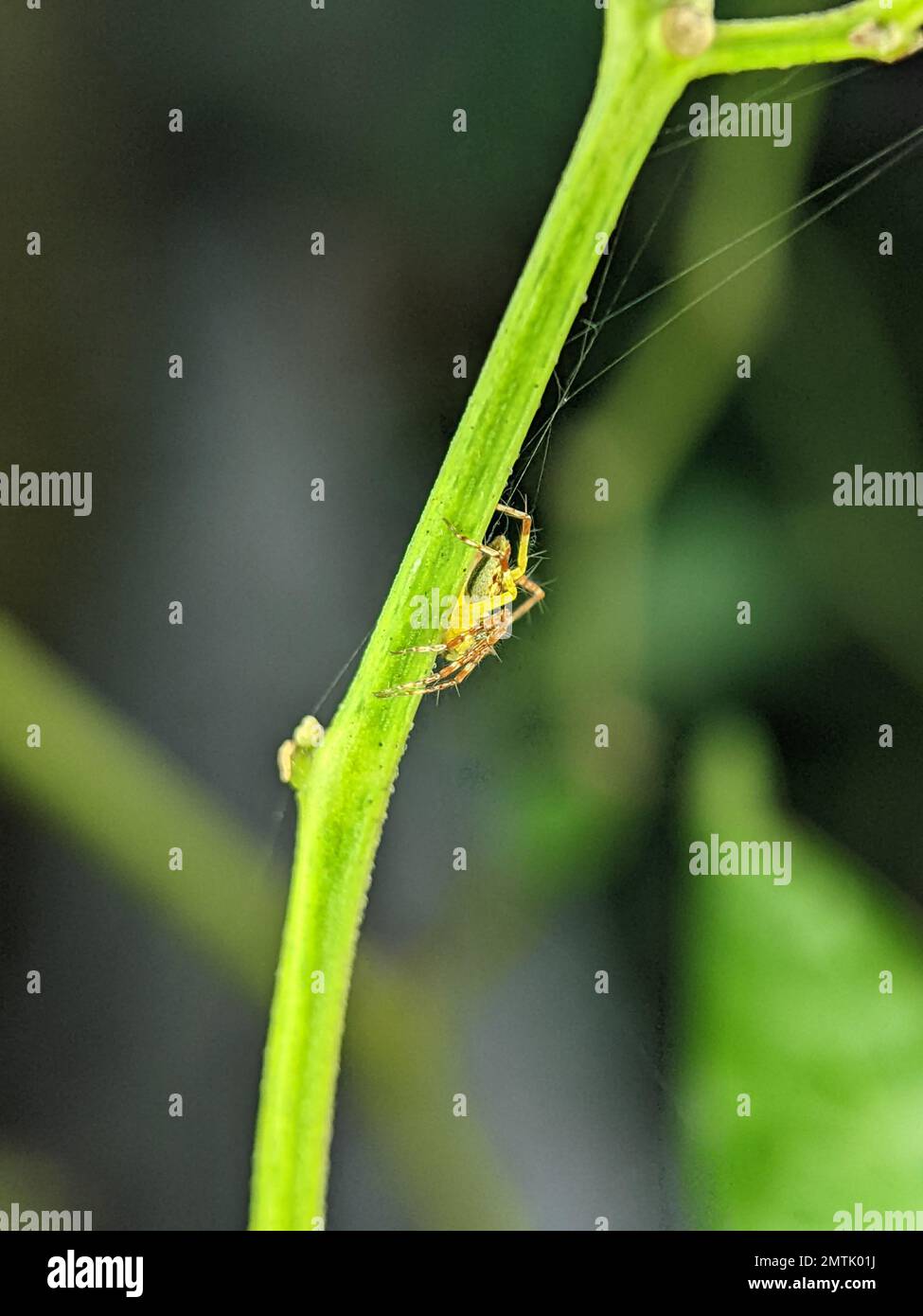 Kleine Spinne hinter grünem Baum mit unscharfem Hintergrund. Stockfoto