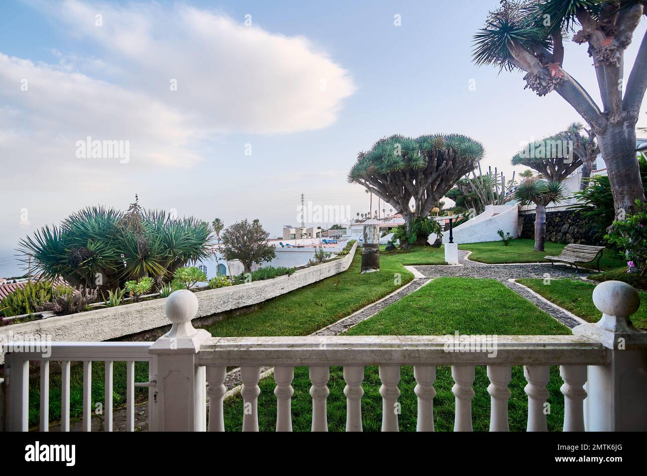 Allgemeiner Blick vom Geländer einer Ferienwohnung und im Hintergrund eine kleine Gruppe von Drachenbäumen in der Stadt Tacoronte auf Teneriffa, Kanarienvogel Stockfoto