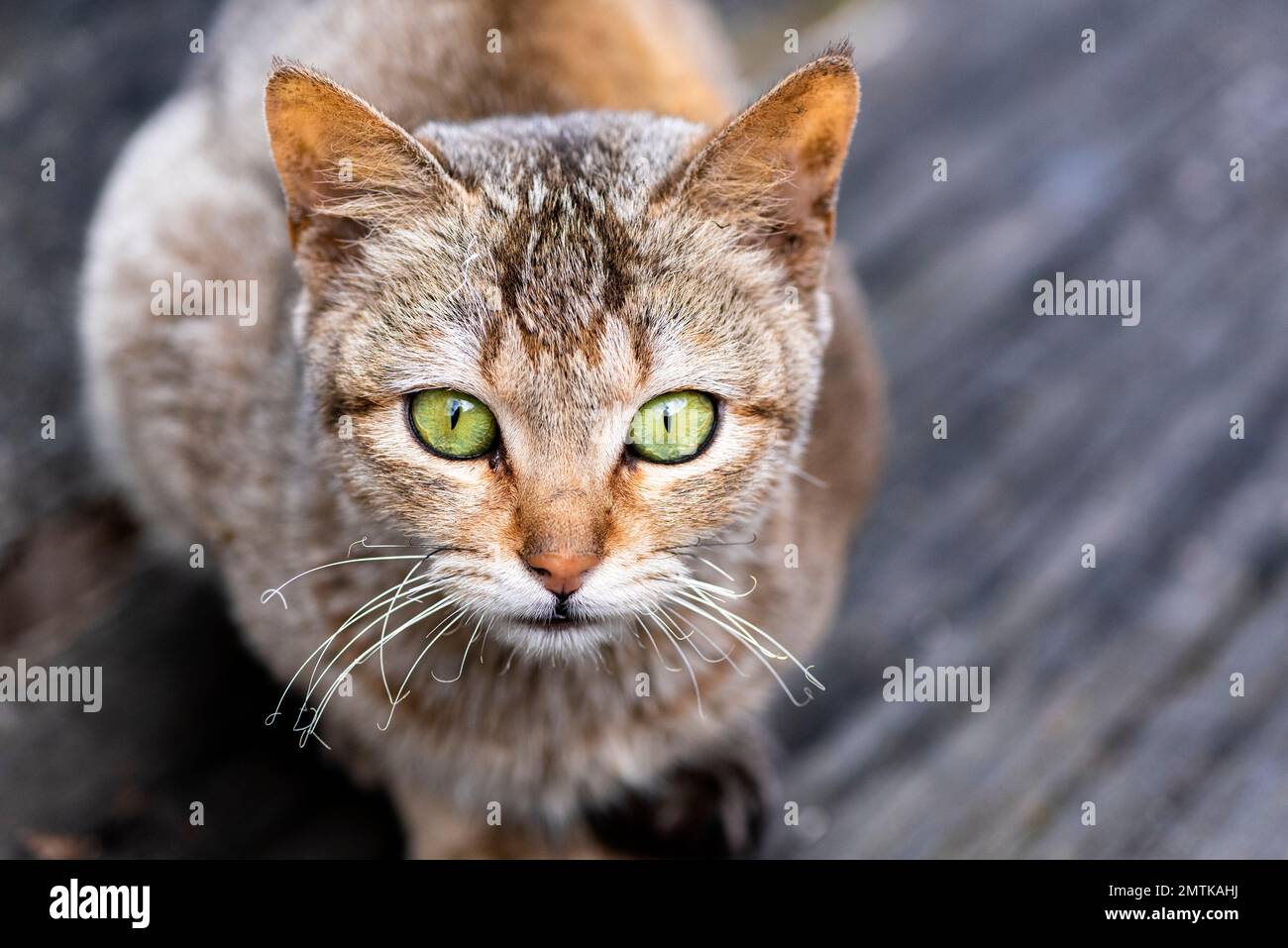 Eine Nahaufnahme einer Tabby-Katze, die in die Kamera starrt, mit ihren grünen Augen auf einer Holzfläche Stockfoto