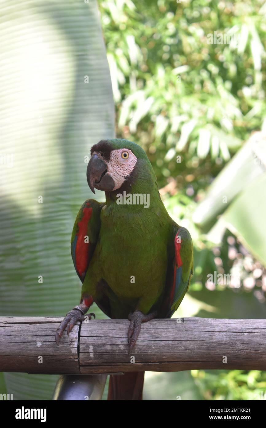 Papagei posiert für das Bild Stockfoto