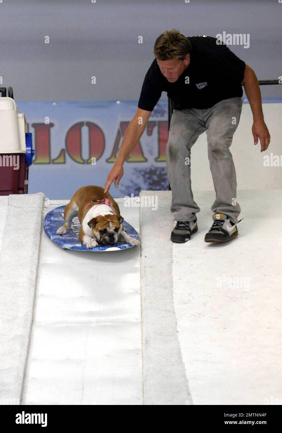 EXKLUSIV!! Mehr als 50 Bulldoggen zeigen ihre Snowboardkünste, um einen  Platz bei der Rosenturnier-¨-Parade zu gewinnen. Die beiden siegreichen  Bulldoggen können zusammen mit Tillman, dem ÒWorldÕs schnellsten  Skateboarding-DogÓ gemäß dem Guinness Buch