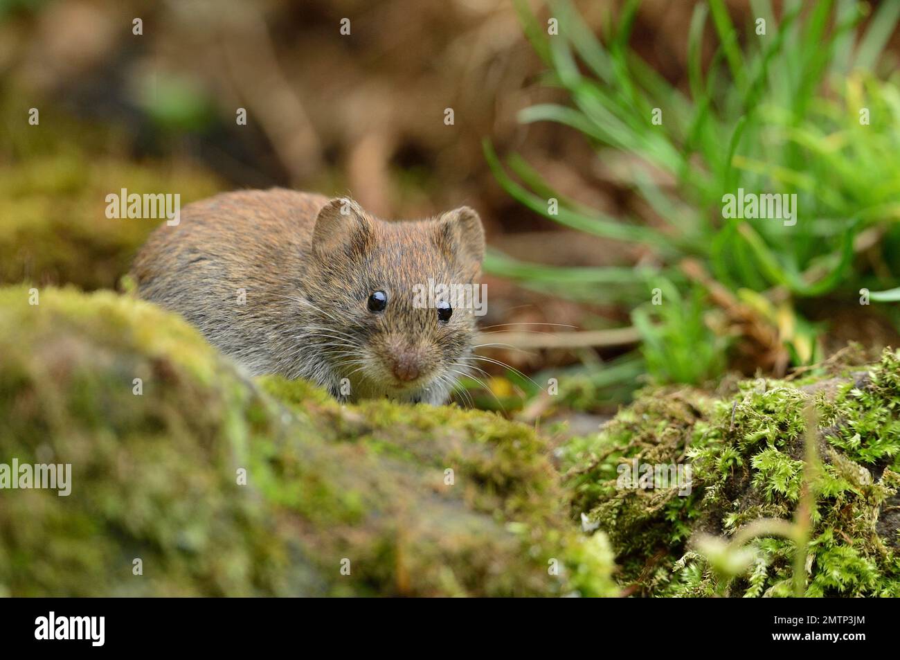 Bank Vole (Clethrionomys glareolus) fotografiert in Garden, Berwickshire, Scottish Borders, Schottland, Juni 2014 Stockfoto
