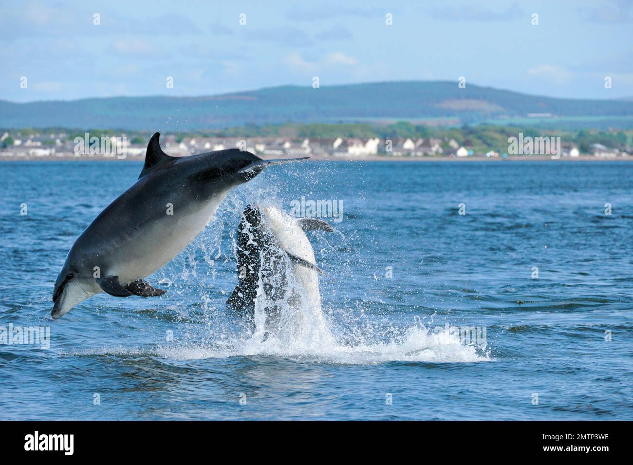 Delfin mit Flaschennase (Tursiops truncatus) zwei Tiere, die mit einem Aufbruchverhalten vor Chanonry Point, Inverness-shire, Schottland, interagieren Stockfoto