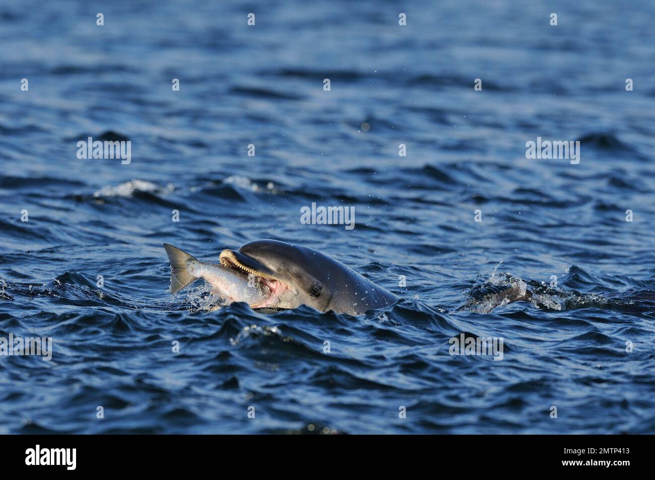 Flaschennasen-Delfin (Tursiops truncatus), Erwachsener mit frisch gefangenem Atlantischen Lachs (Salmo Salar), Moray Firth, Schottland, Juli 2008 Stockfoto