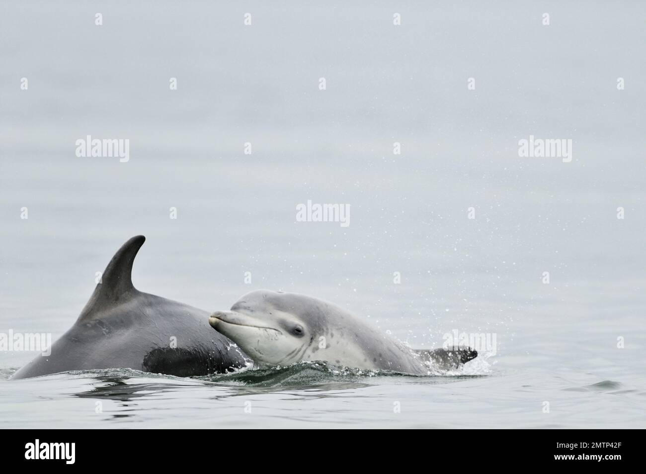 Dolphin (Tursiops truncatus), weiblich, mit Kalb, das vor Chanonry Point im Moray Firth auf Lachs in Inverness-shire patrouilliert Stockfoto
