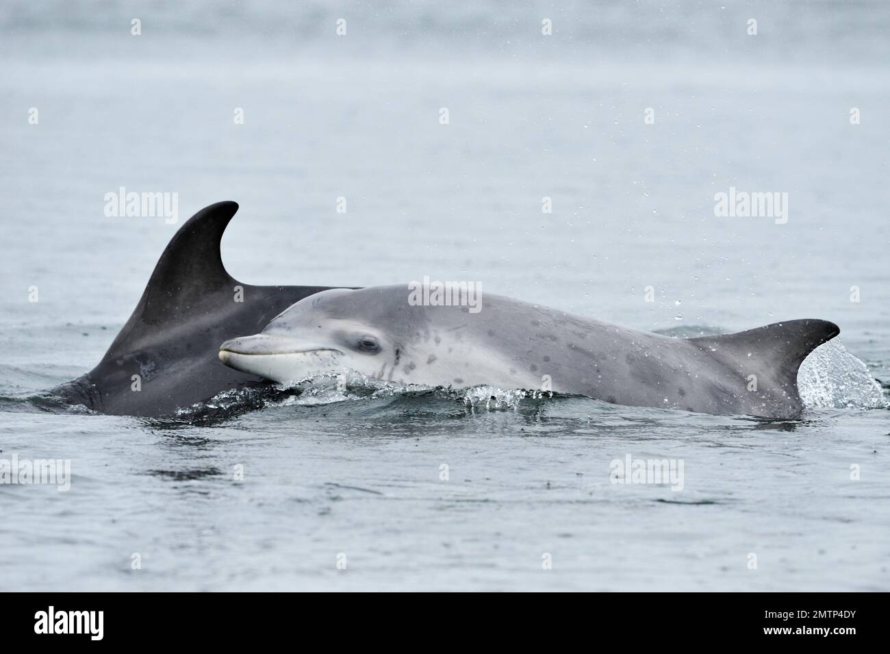 Delfin mit Flaschennase (Tursiops truncatus), weiblich mit Kalb, das vor Chanonry Point im Moray Firth auf Lachs in Inverness-shire patrouilliert Stockfoto