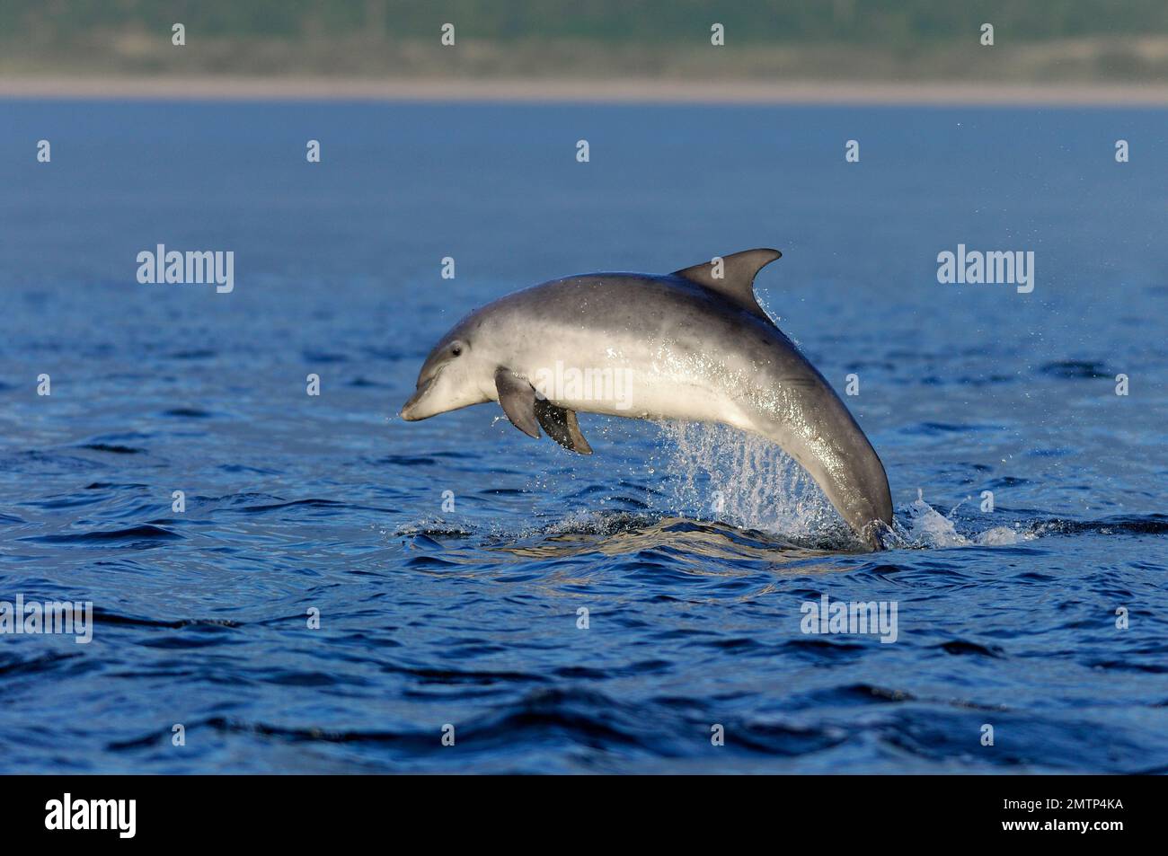 Flaschennasen-Dolphin (Tursiops truncatus) juvenile in small Social Group Breaching, Moray Firth, Inverness-shire, Schottland, August 2007 Stockfoto