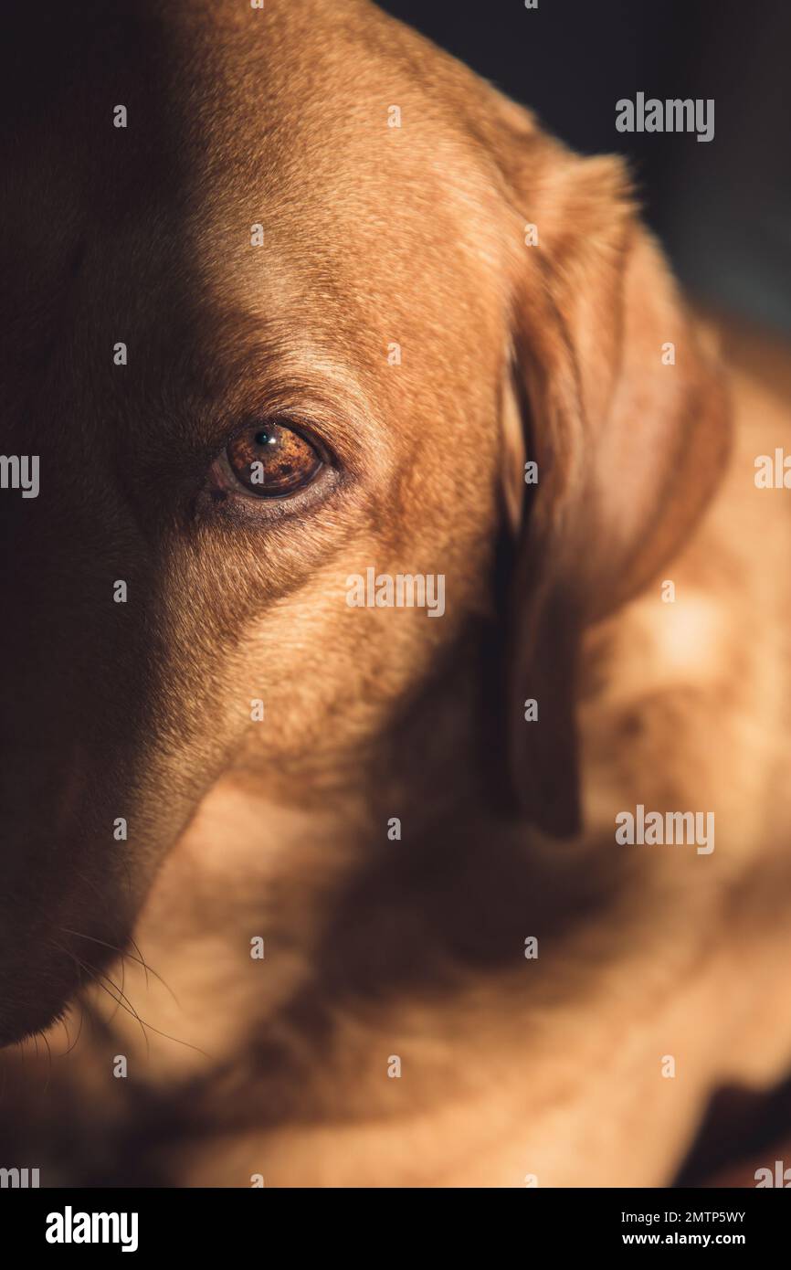 Eine Nahaufnahme, die das Detail im Auge eines fuchsroten Labrador Retriver-Pistolenhundes in sanftem Licht mit Kopierraum zeigt Stockfoto