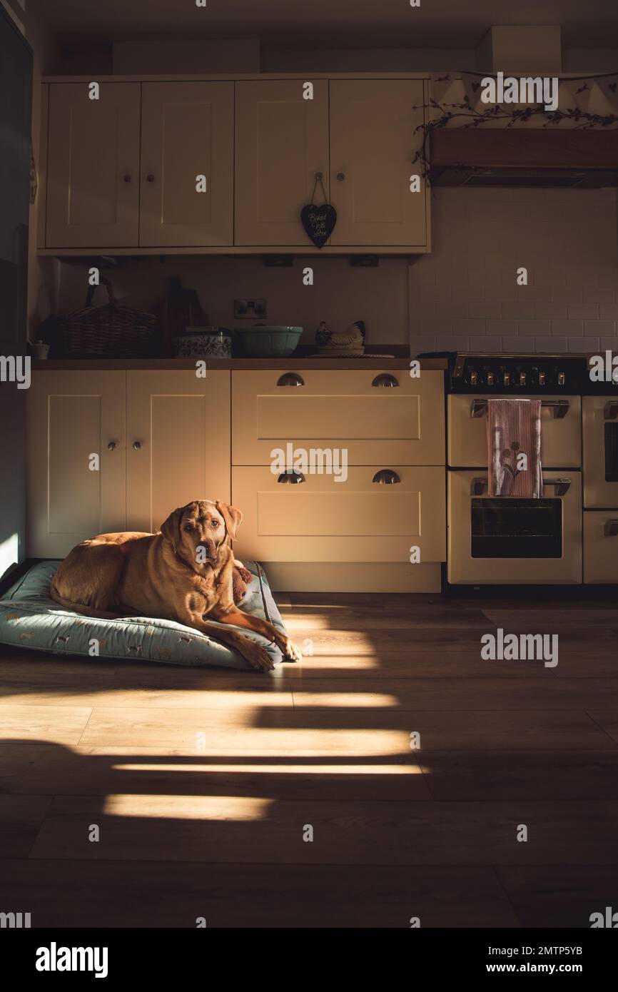 Ein ranghöchster, roter Labrador Retriever-Revolverhund ruht zu Hause auf einem bequemen Bett mit Sonnenlicht aus einem Fenster in einer Landhausküche Stockfoto