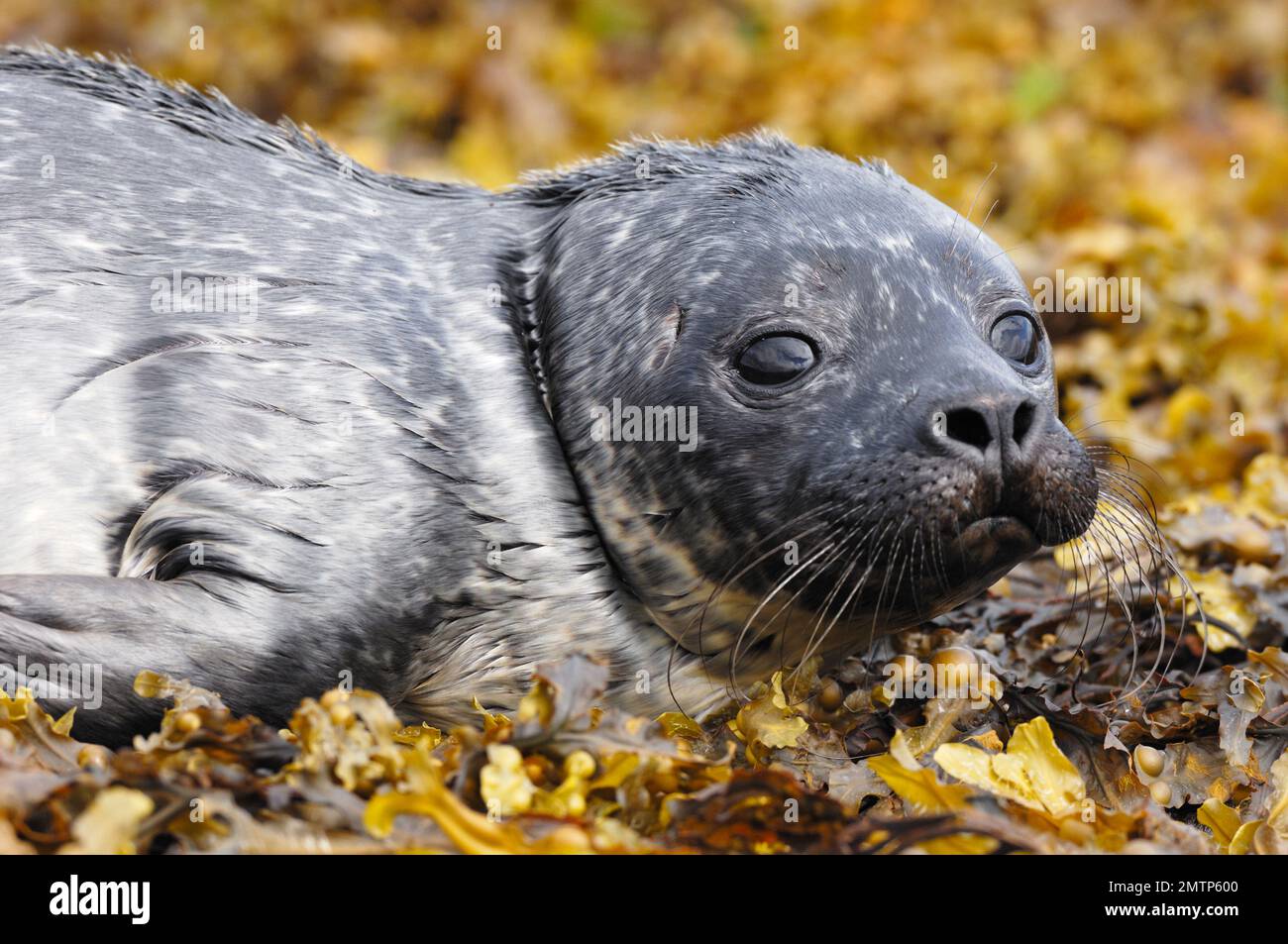 Seezunge (Phoca vitulina) Welpe auf exponierten Felsen bei Ebbe, Isle of Skye, Inner Hebrides, Schottland, Juli 2007 Stockfoto