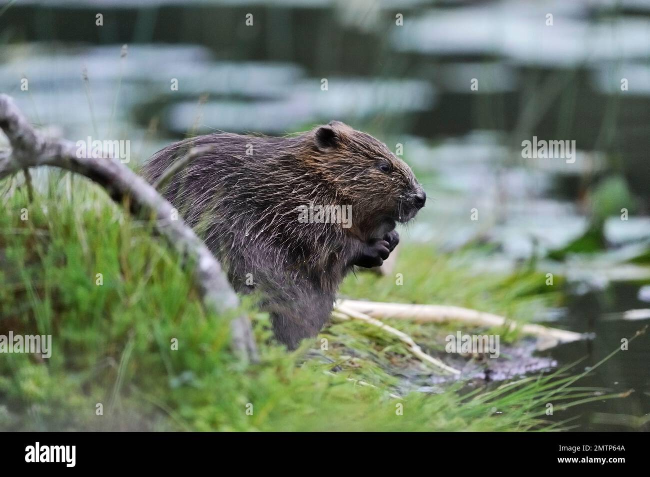 European Beaver, Erwachsener in der Abenddämmerung am Rande des Highland Süsswasser loch Habitat im Aigas Field Centre, Inverness-shire, Schottland Stockfoto
