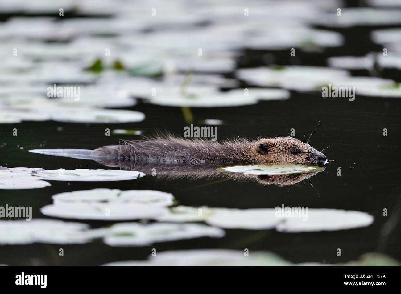 Europäischer Biber, Jungtier, das aufgrund des natürlichen Auftriebs weicheren Fells etwas höher über der Wasseroberfläche schwimmt als ein Erwachsener. Stockfoto
