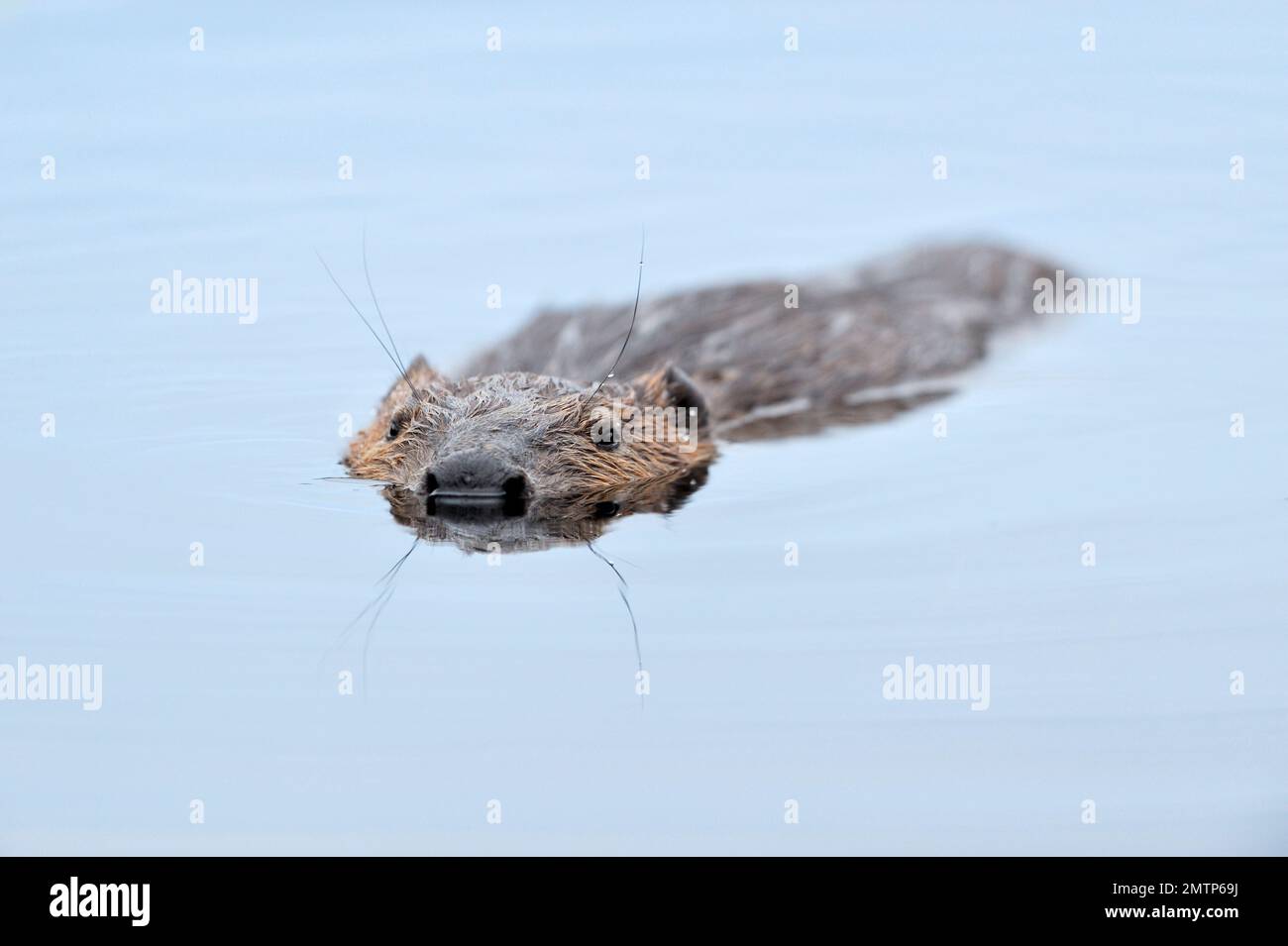 European Beaver (Castor Fiber) adult Floating motionless on the surface of a loch in Evening, Inverness-shire, Schottland, Juli 2007 Stockfoto