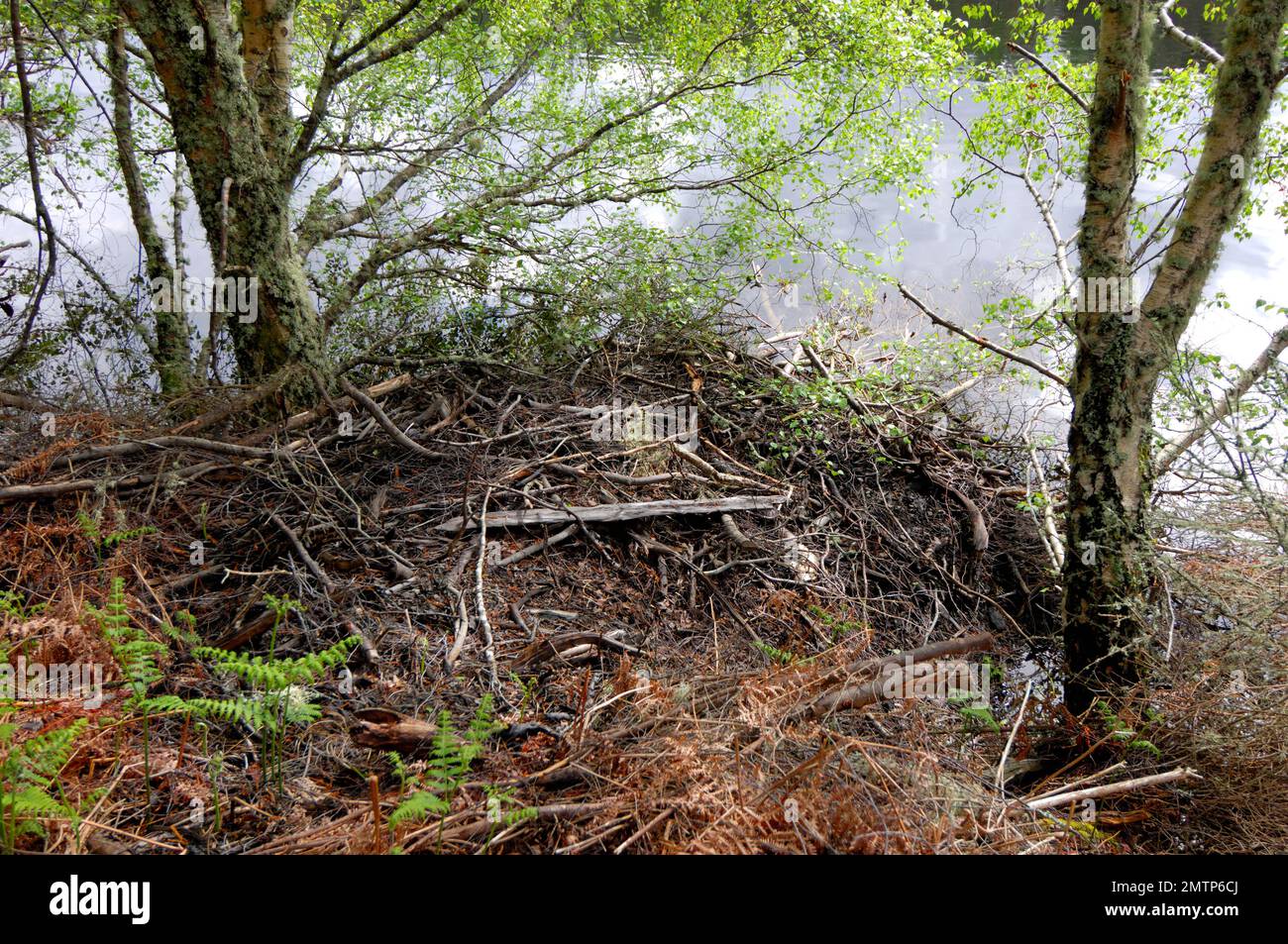 European Beaver (Castor Fiber) Lodge im Aigas Field Studies Centre European Beaver Demonstration Reintroduction Project, Inverness-shire, Schottland Stockfoto
