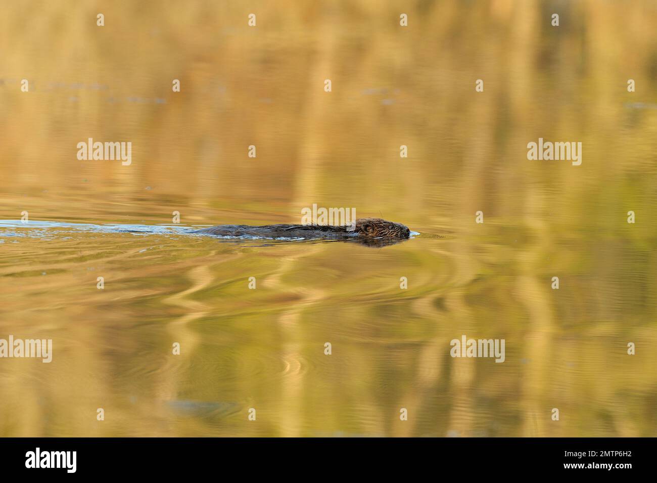 European Beaver Kit Swimming in loch am frühen Morgen, Demonstrationsprojekt zur Wiedereinführung des Aigas Field Studies Centre, Inverness-shire, Schottland Stockfoto