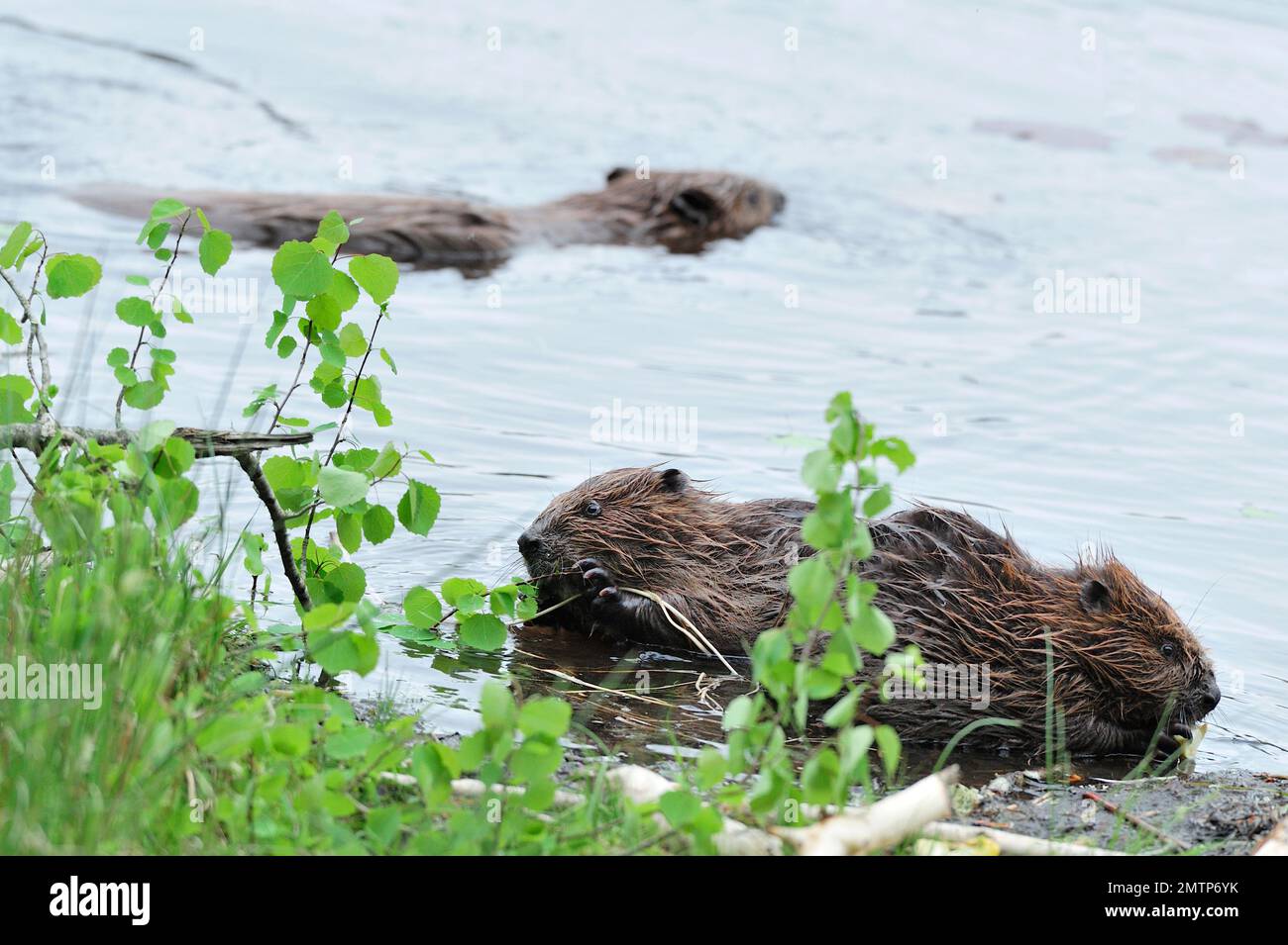 European Beavers, fressen Aspen am Ufer des loch im Aigas Field Studies Centre Demonstrationswiedereinführungsprojekt, Inverness-shire, Schottland Stockfoto