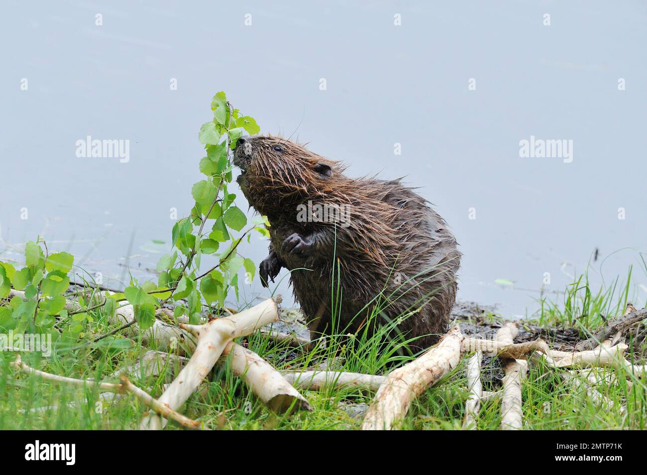 European Beaver, ernähren sich von Aspen am Ufer von loch im Aigas Field Studies Centre Demonstrationswiedereinführungsprojekt, Inverness-shire, Schottland Stockfoto