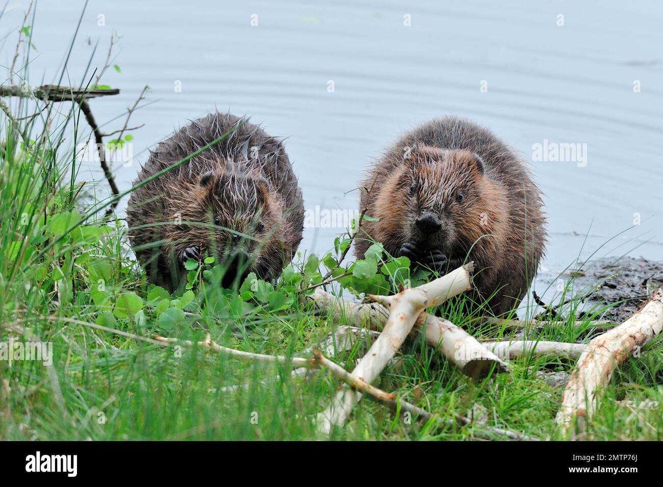 Europäische Biber ernähren sich von Aspen am Ufer des loch im Aigas Field Studies Centre Demonstrationswiedereinführungsprojekt, Inverness-shire, Schottland Stockfoto