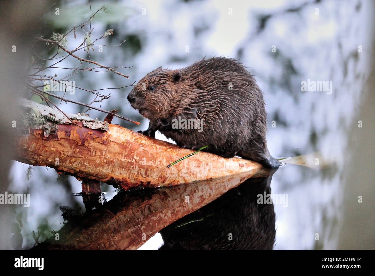Europäischer Biber (Castor-Faser) am Silberbirkenstamm, Aigas Field Centre Europäisches Biber-Demonstrationsprojekt zur Wiedereinführung, Inverness-shire, Stockfoto
