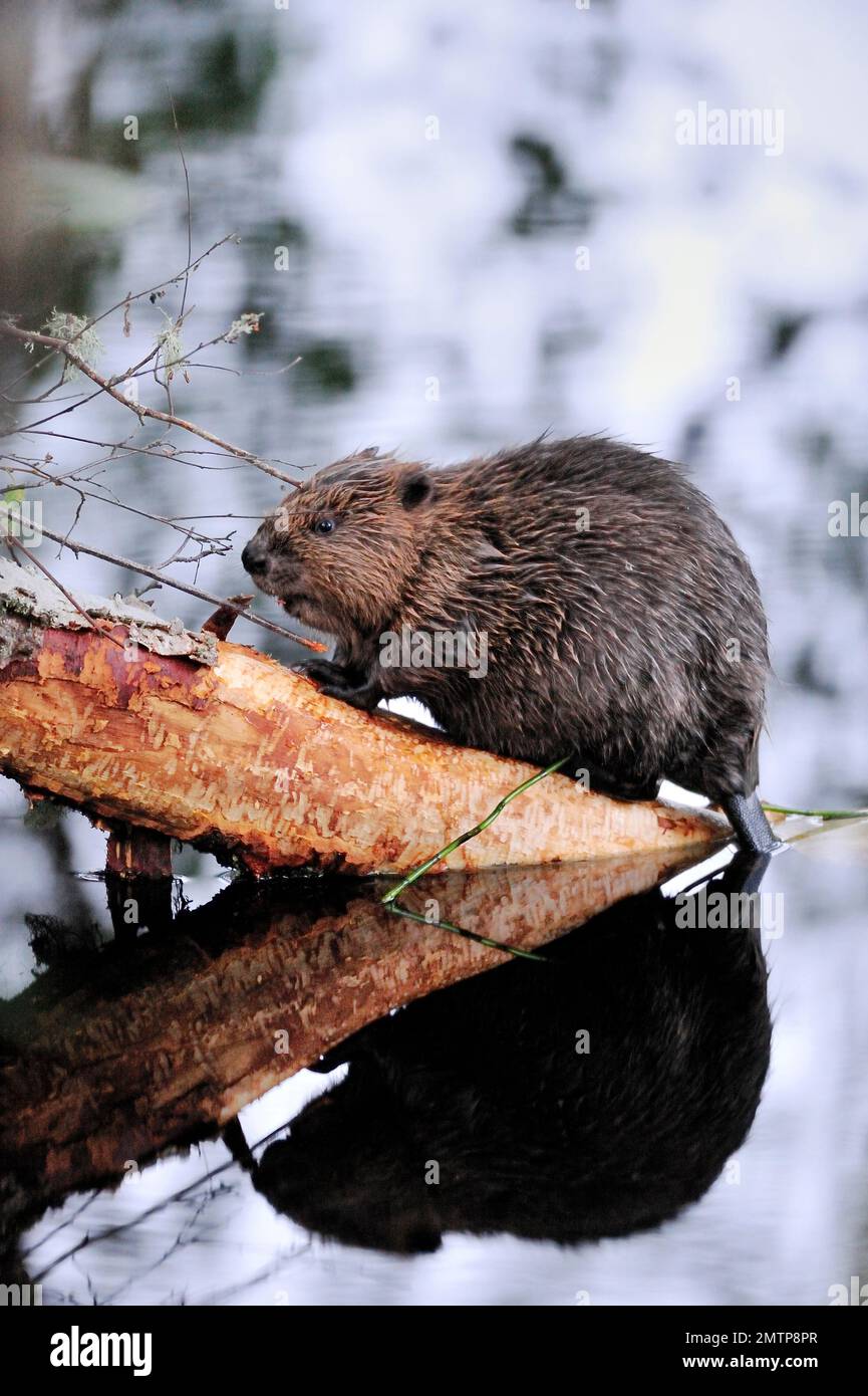 Europäischer Biber (Castor-Faser) am Silberbirkenstamm, Aigas Field Centre Europäisches Biber-Demonstrationsprojekt zur Wiedereinführung, Inverness-shire, Stockfoto