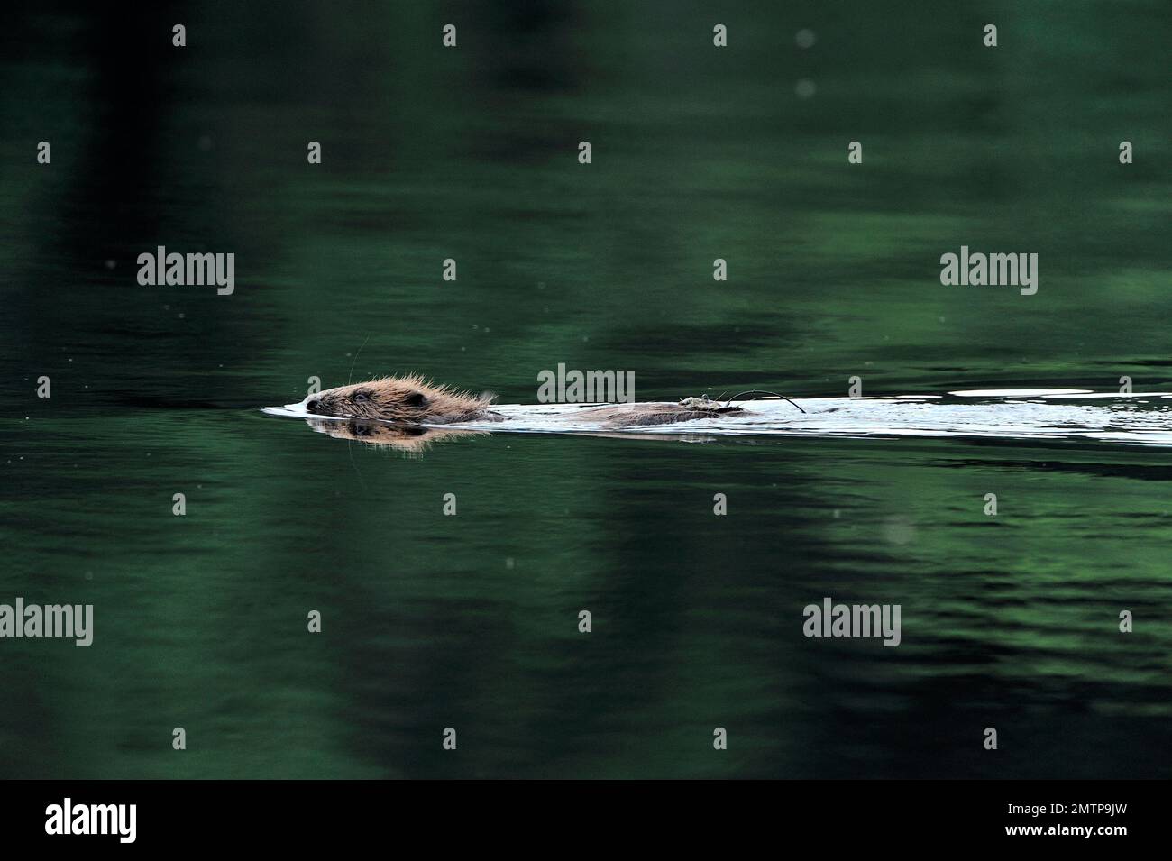 Am Loch Coille-Bharr in der Dämmerung, wo das Projekt zur Wiederansiedlung europäischer Biber in Knapdale, Argyll, Schottland stattfand, wurde der Europäische Biber mit dem Radio markiert Stockfoto