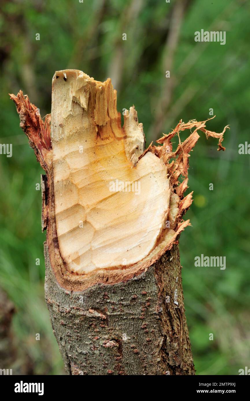 Weidenbaum gefällt von wieder eingeführtem European Beaver (Castor Fiber) von Loch Coille-Bharr, Knapdale, Argyll, Schottland, Juli 2009 Stockfoto