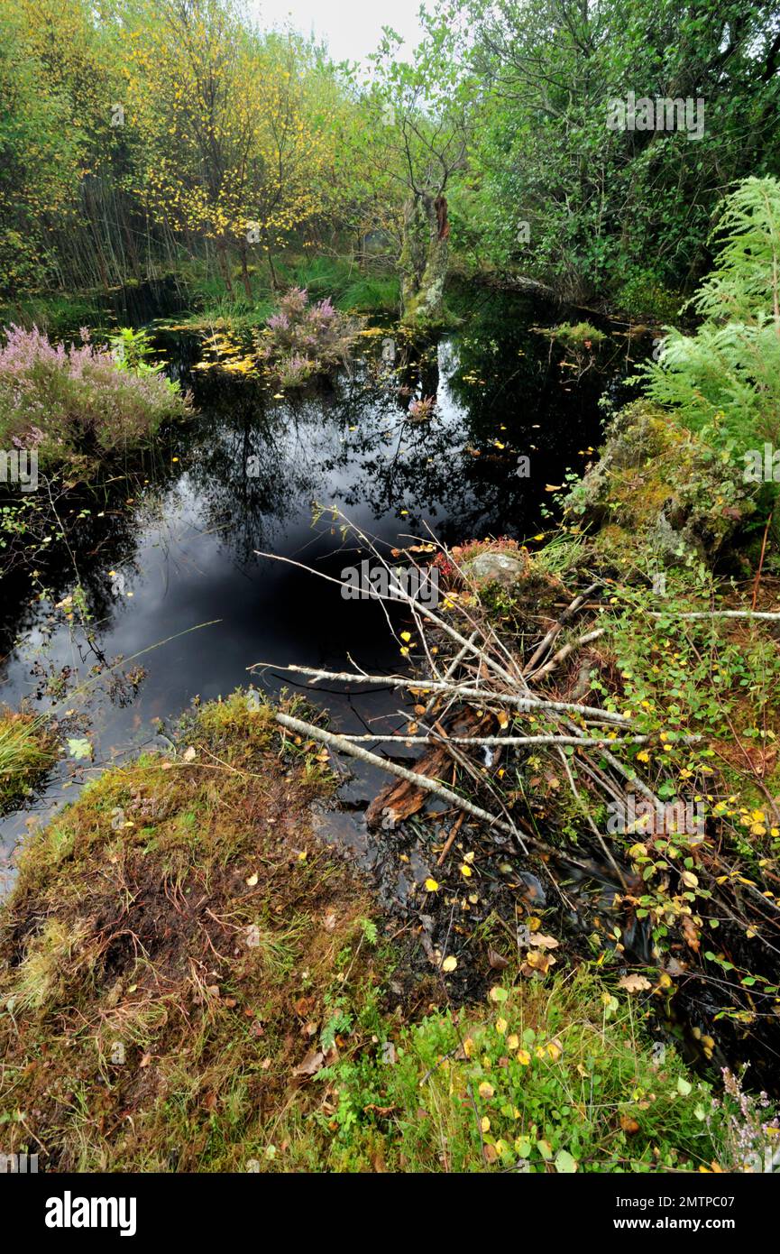 European Beaver (Castor Fiber) Damm von Loch Coille-Bharr, Knapdale, Argyll, Schottland, September 2009 Stockfoto