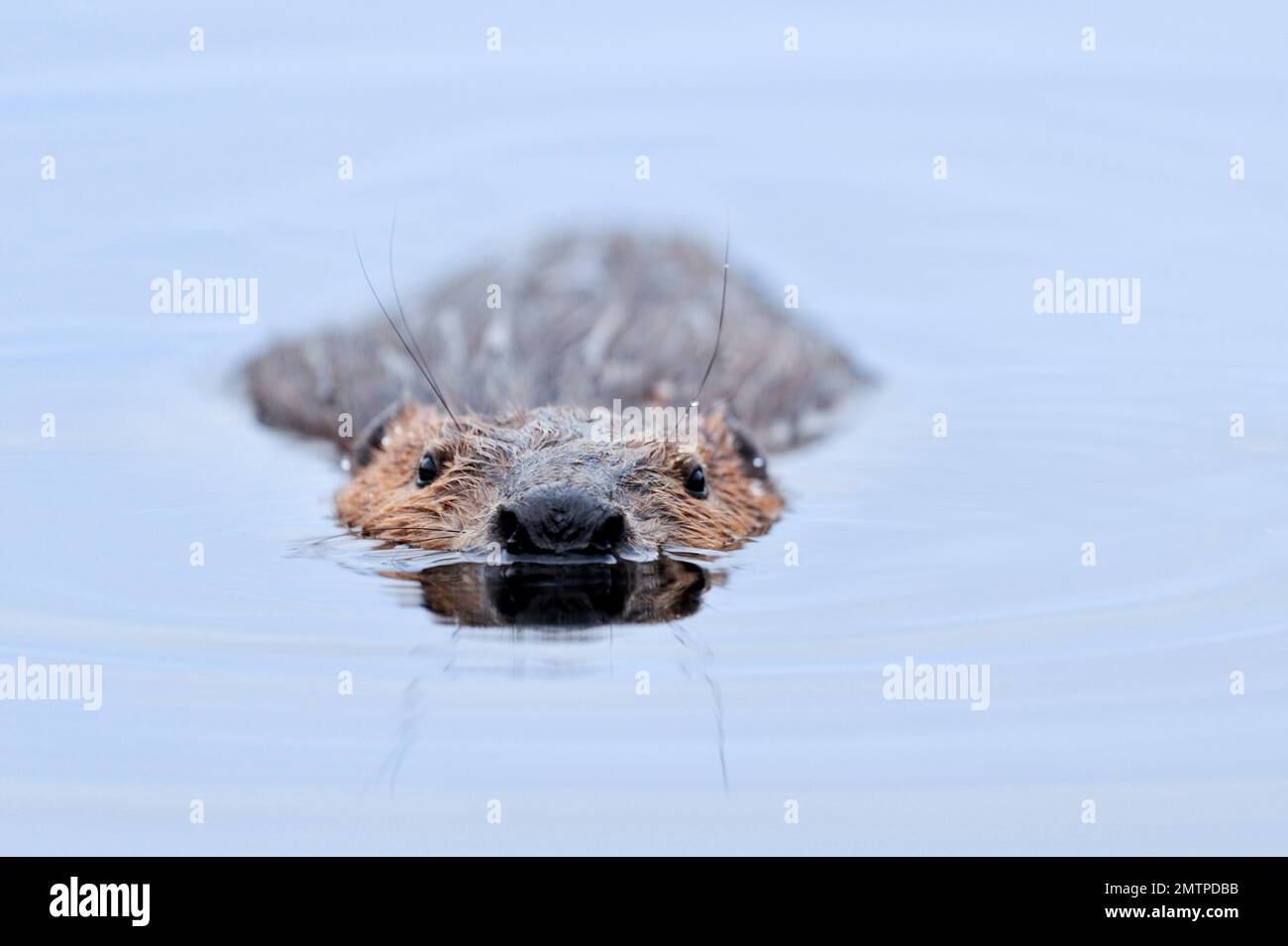 European Beaver (Castor Fiber) adult Floating motionless on the surface of a loch in Evening, Inverness-shire, Schottland, Juli 2007 Stockfoto