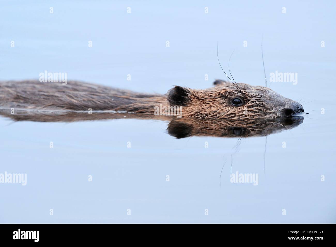 European Beaver (Castor Fiber) adult Floating motionless on the surface of a loch in Evening, Inverness-shire, Schottland, Juli 2007 Stockfoto