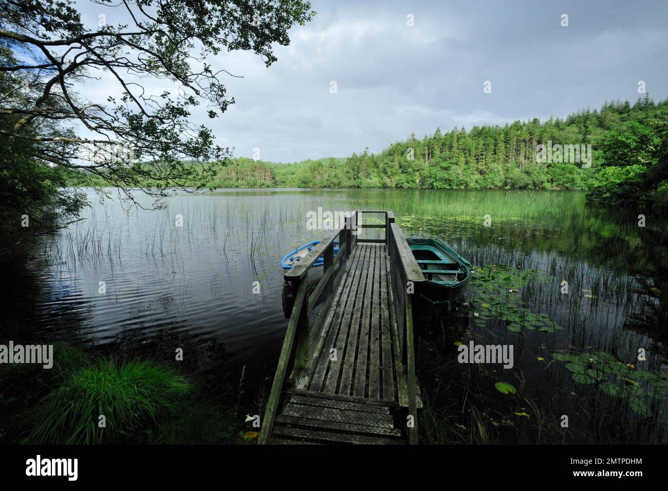 Loch Linne, Knapdale, Freshwater Habitat which European Beavers (Castor Fiber) are Reintroduced in 2009, Argyll, Schottland, Juli 2009 Stockfoto