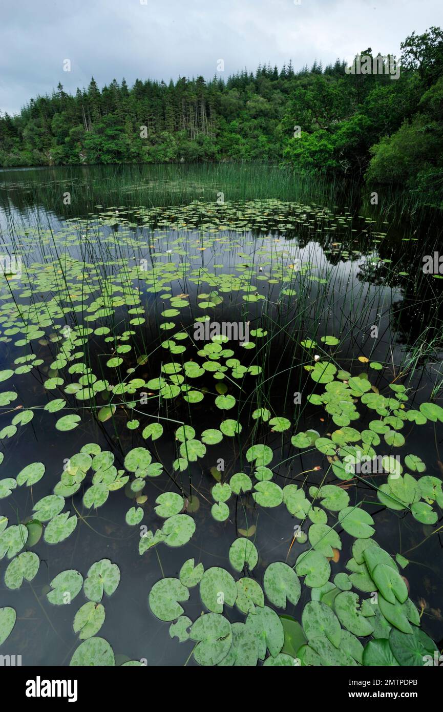 Loch Linne, Knapdale, Freshwater Habitat which European Beavers (Castor Fiber) are Reintroduced in 2009, Argyll, Schottland, Juli 2009 Stockfoto
