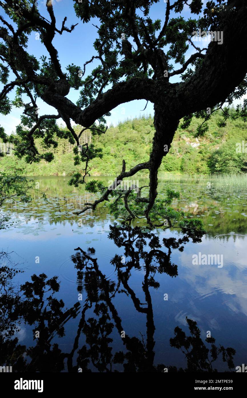 Süßwasserlebensraum, in den europäische Biber (Castor-Fasern) wieder aufgenommen wurden Loch Linne, Knapdale, Argyll, Schottland, Juli 2009 Stockfoto