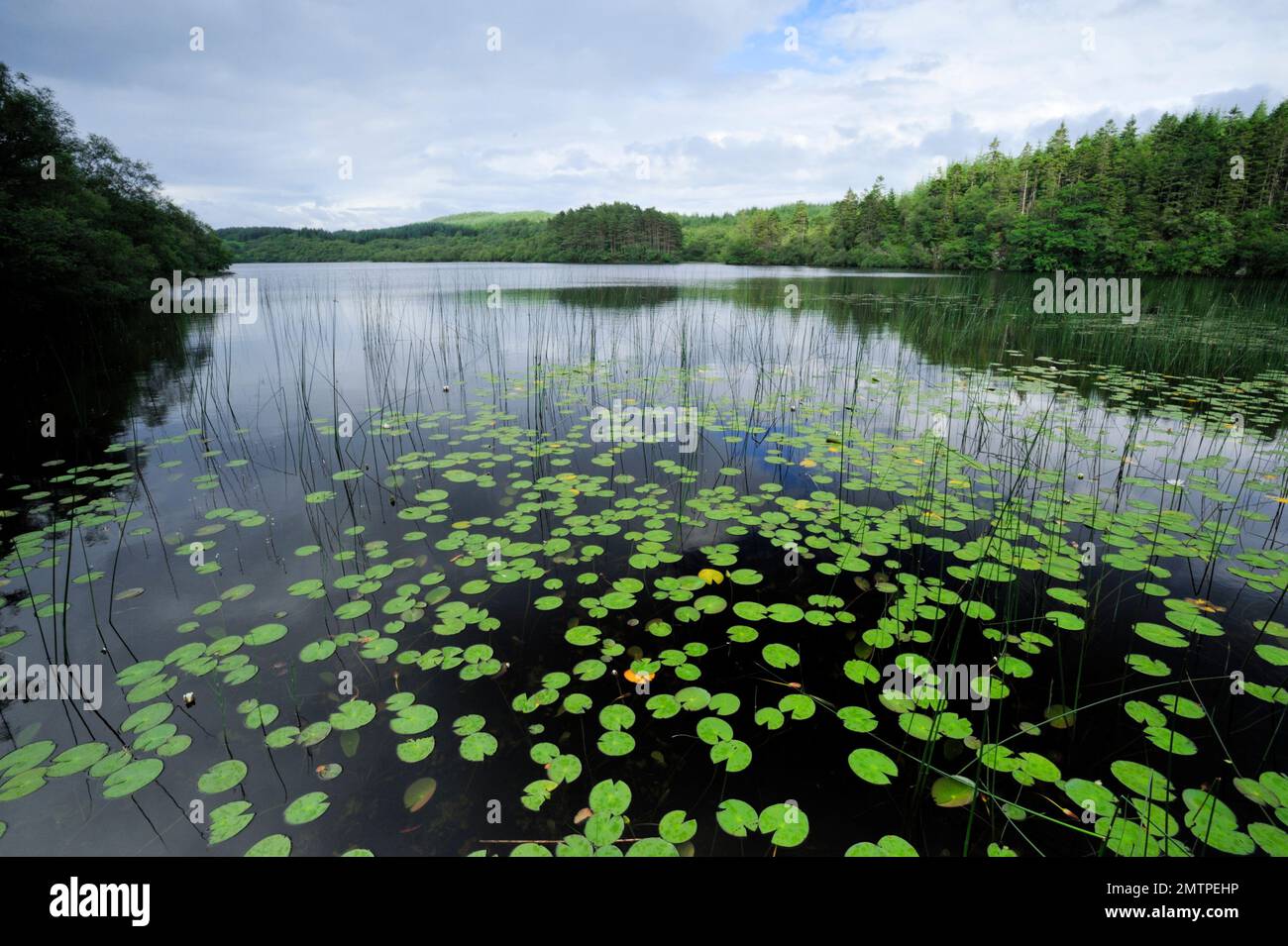 Loch Linne, Knapdale, Freshwater Habitat which European Beavers (Castor Fiber) are Reintroduced in 2009, Argyll, Schottland, Juli 2009 Stockfoto