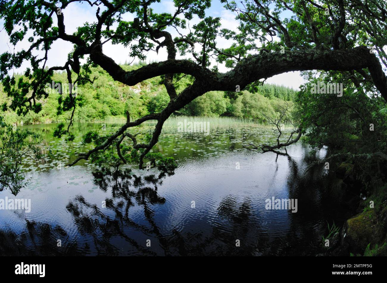 Loch Linne, Knapdale, Freshwater Habitat, in das 2009 wieder europäische Biber (Castor Fiber) eingeführt wurden, Argyll, Schottland, Juli Stockfoto