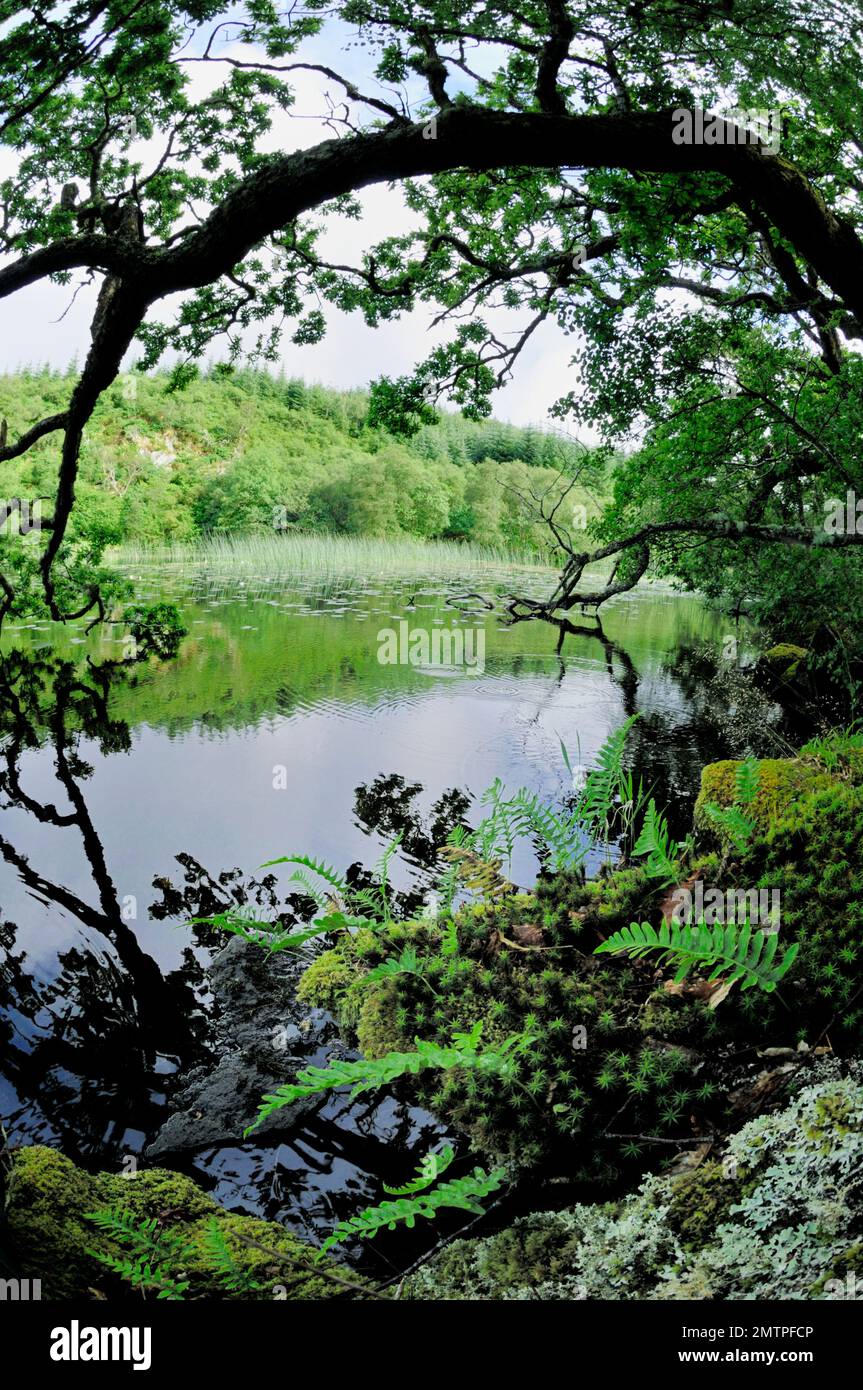 Loch Linne, Knapdale, Freshwater Habitat, in das 2009 wieder europäische Biber (Castor Fiber) eingeführt wurden, Argyll, Schottland, Juli Stockfoto