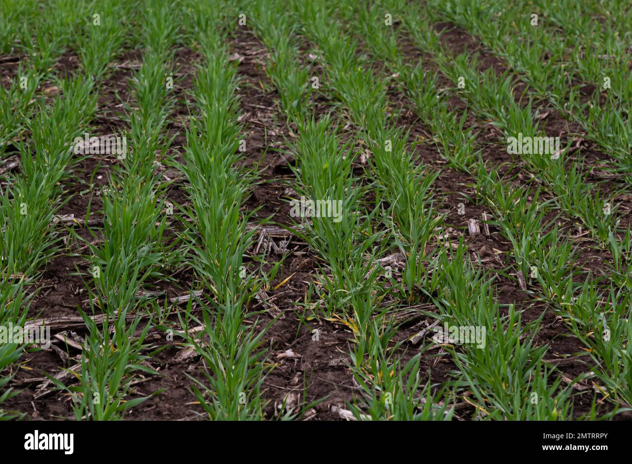Reihen grüner junger Triebe, das Konzept der Landwirtschaft, Weizen- oder Roggenfelder. Stockfoto