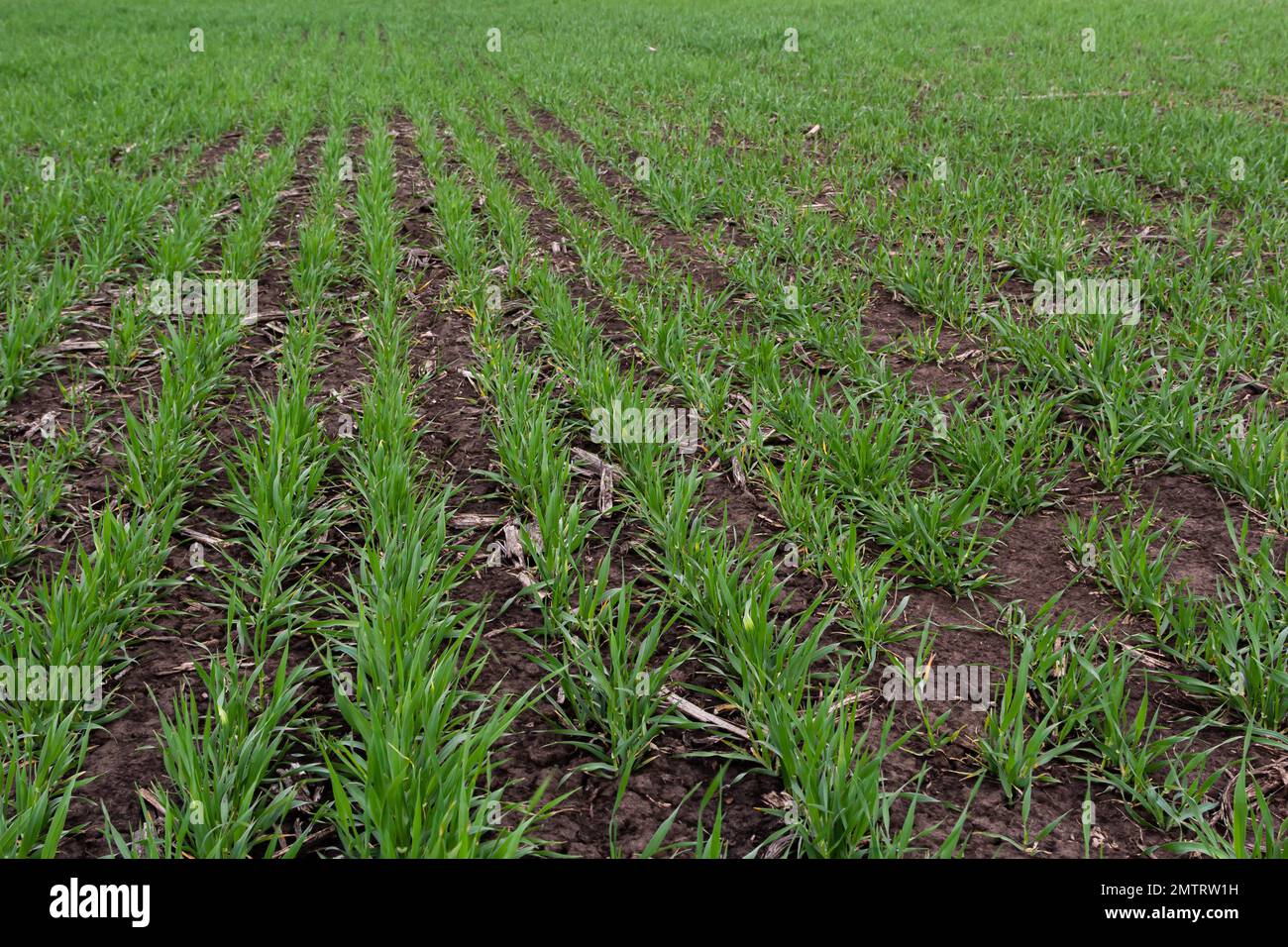 Reihen grüner junger Triebe, das Konzept der Landwirtschaft, Weizen- oder Roggenfelder. Stockfoto