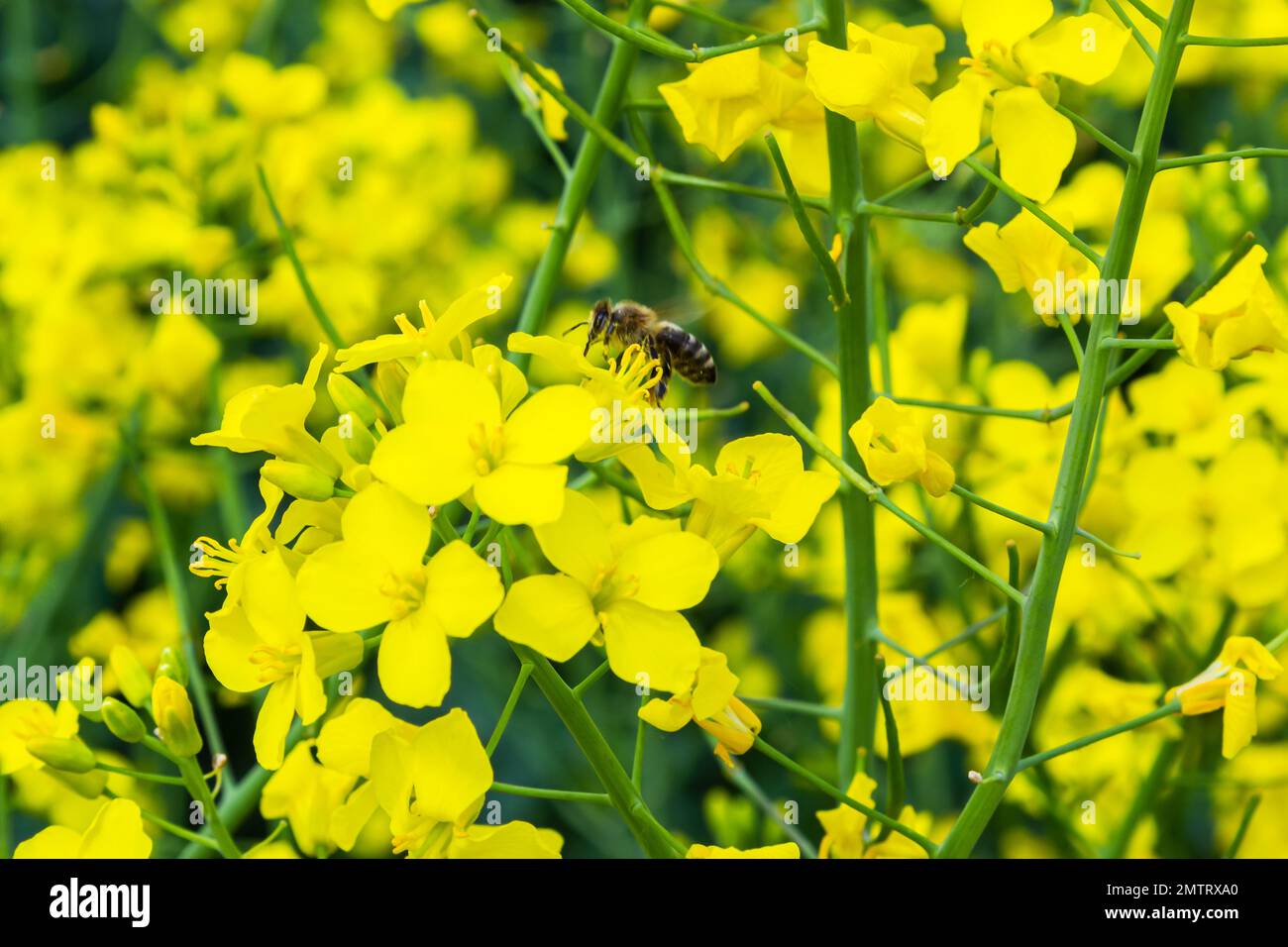 Biene auf gelber Rapsblume auf unscharfem Hintergrund. Stockfoto