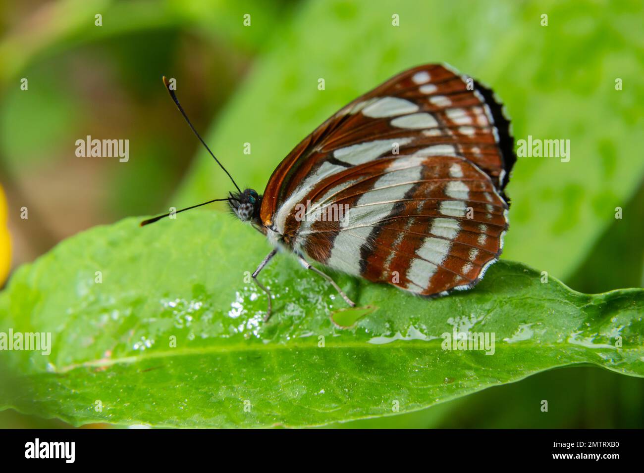 Ein Tag Schmetterling von der Familie Nymphalidae, Neptis sappho. Der Schmetterling ist sehr vertrauensvoll, hat keine Angst vor einem Menschen, sitzt auf seinen Händen, auf seinem Gesicht. Stockfoto